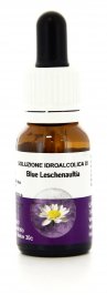 Blue Leschenaultia - Essenze Australiane Living