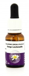Orange Leschenaultia - Essenze Australiane Living