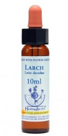 Larch - Larix Decidua