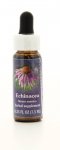 Echinacea - Essenze Californiane