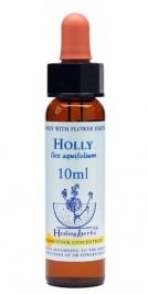 Holly - Ilex Acquifolium