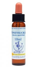 Honeysuckle - Lonicera caprifolium