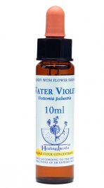 Water Violet - Hottonia Palustris