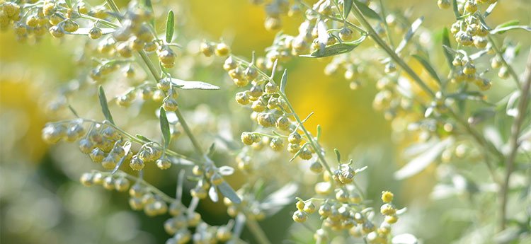 Artemisia annua: Proprietà, come si usa ed Effetti Collaterali