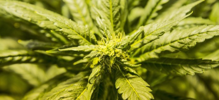 Cannabis: una sostanza ambigua