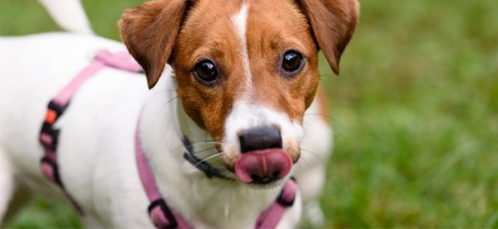 Pettorina: è davvero preziosa per la salute del cane?