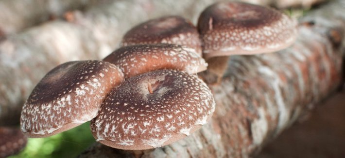 Shiitake: un fungo dalle proprietà miracolose