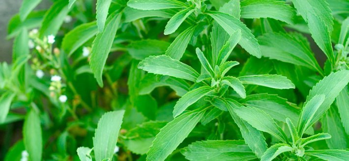 Stevia: Un dolcificante naturale che favorisce la salute e la longevità