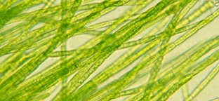 Le Alghe In Medicina: Proprietà e consigli pratici ad uso terapeutico